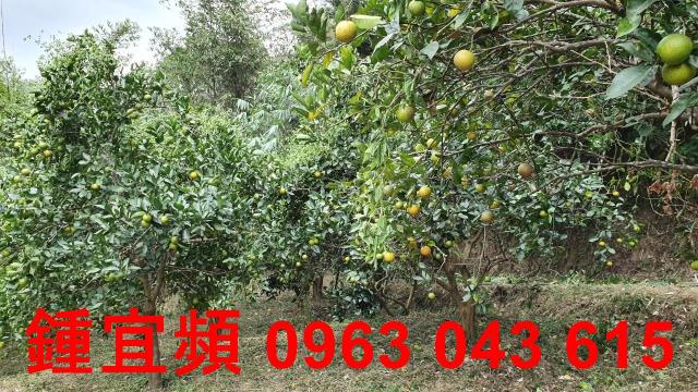 新竹芎林農地-14