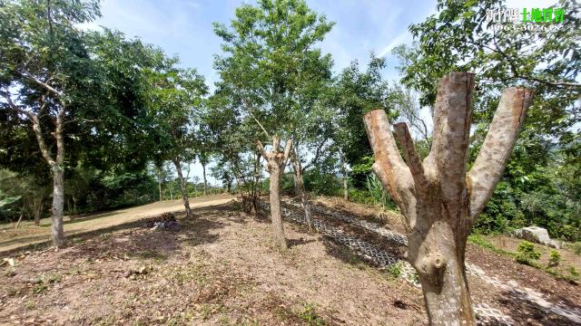 新竹北埔農地-12