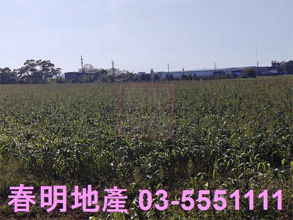 新竹新豐農地-5