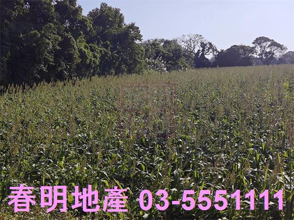 新竹新豐農地-6