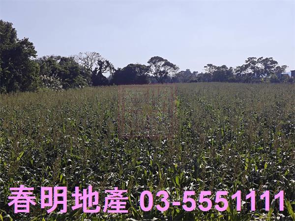 新竹新豐農地-7