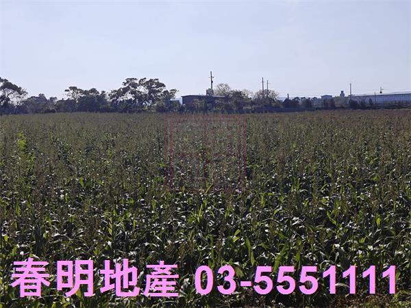 新竹新豐農地-8