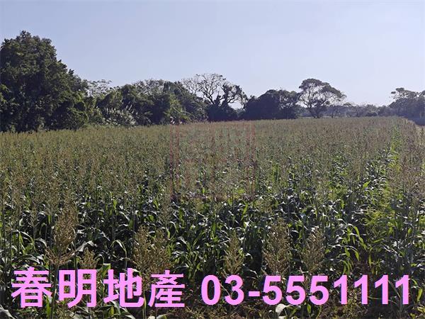 新竹新豐農地-9