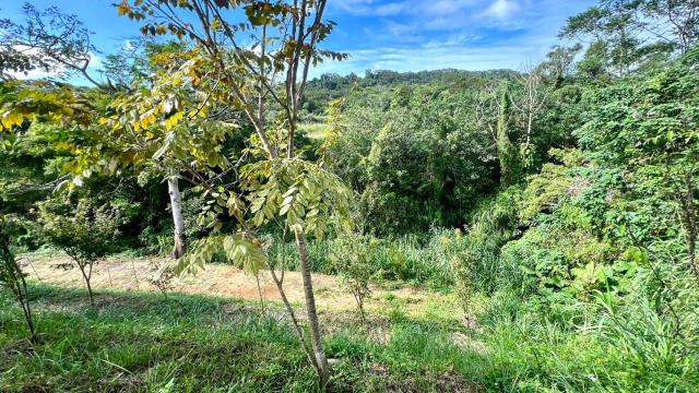 新竹竹東農地-9