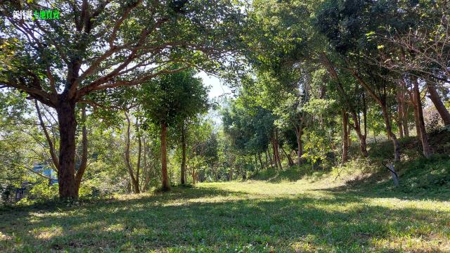 新竹關西農地-9