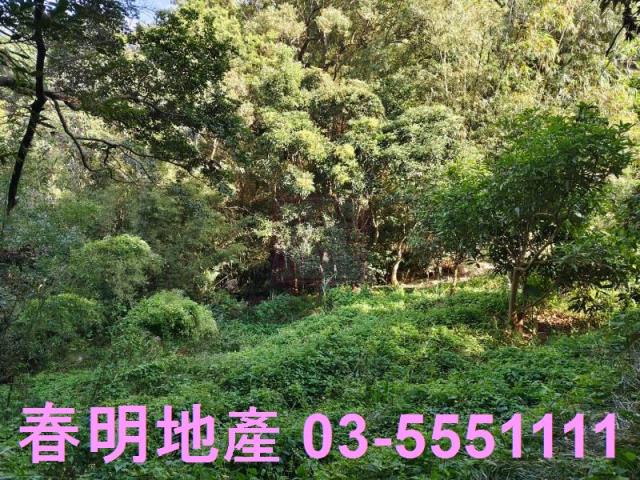 新竹關西農地-9